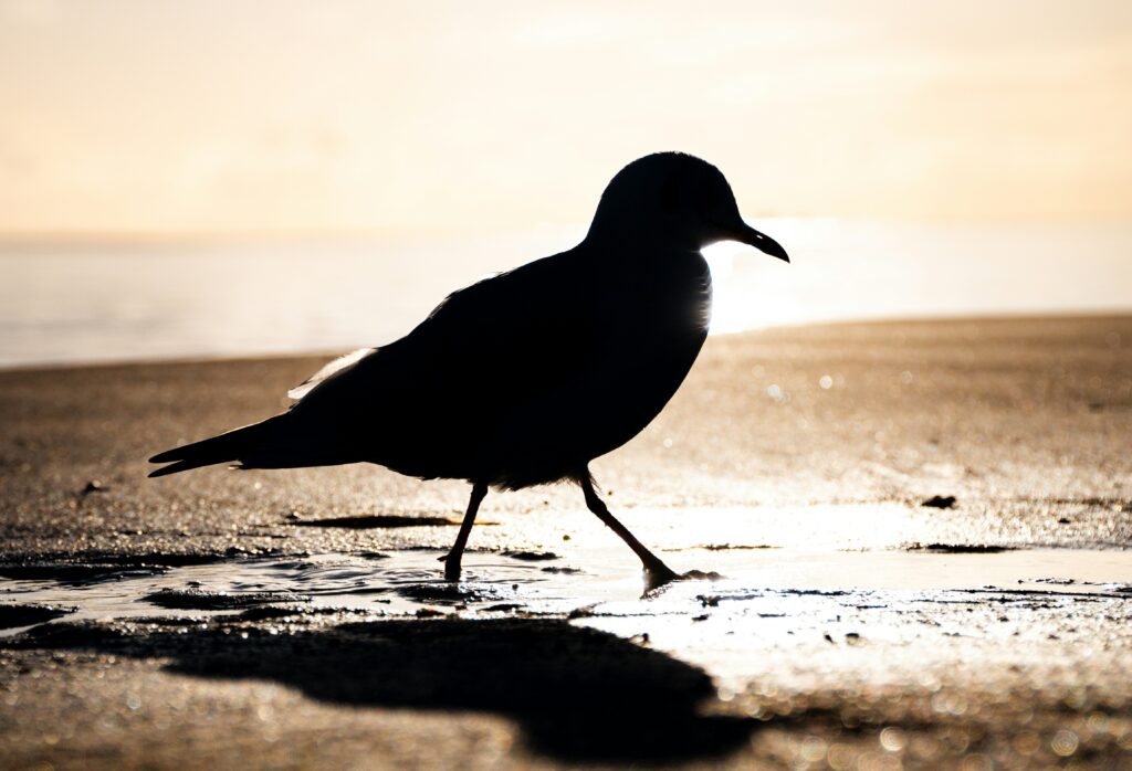 Vogel auf Rügen am Meer